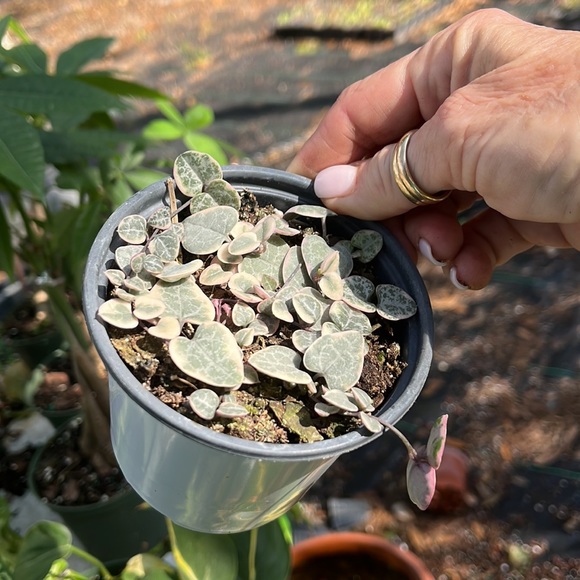 VG string of Hearts 4inch- Ceropegia Woodii out of stock - Picture 2 of 4